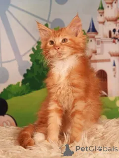 Дополнительные фото: vladi