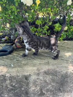 Фото №1. бенгальская - купить в Аарау за 69575₽. Объявление №152640