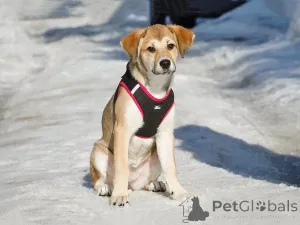Фото №4. Продажа беспородную в Москова частное объявление - цена Бесплатно