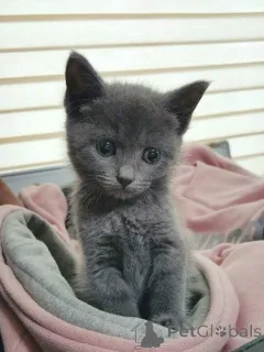 Фото №1. шартрез - купить в Айзлинген за 32468₽. Объявление №157787