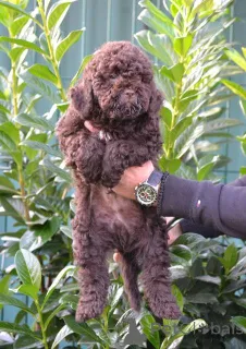 Дополнительные фото: Щенки Лаготто Романьоло