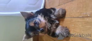 Дополнительные фото: Йоркширский терьер ищет семью