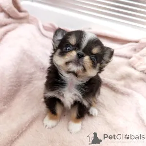 Фото №1. чихуахуа - купить в Хельсинки за 46384₽. Объявление №163646