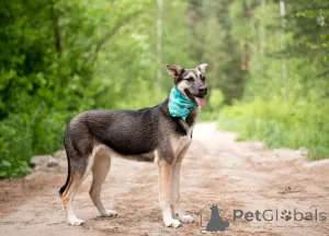 Дополнительные фото: Киви тихий парень с большим сердцем ищет дом.