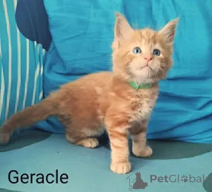 Фото №2 к объявлению №147623 о продаже мейн-кун - купить в Финляндии частное объявление