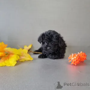 Фото №1. пудель (той) - купить в Хельсинки за 46384₽. Объявление №164027