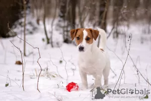 Дополнительные фото: Породный щенок Джек Рассел терьера