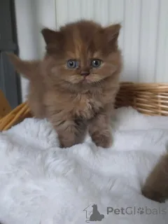 Фото №4. Продам британскую короткошёрстную в Берлине частное объявление, заводчик - цена 51022₽