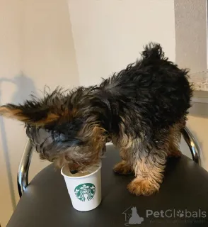 Фото №3. Привет всем, у меня есть милая и очаровательная чашка Йорки, свяжитесь с.  Финляндия