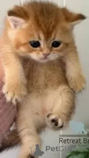 Фото №1. британская короткошёрстная - купить в Париже за 53805₽. Объявление №165496