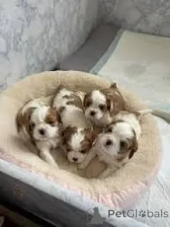 Фото №1. кавалер-кинг-чарльз-спаниель - купить в Брюсселе за 74214₽. Объявление №167731