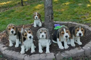Дополнительные фото: Щенки миниатюрного бигля.