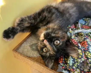 Дополнительные фото: Котенок Алиса в добрые руки!