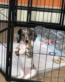 Фото №3. Симпатичные очаровательные щенки таксы на продажу, свяжитесь с WhatsApp Business.  Германия