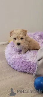 Фото №2 к объявлению №150147 о продаже мальтипу - купить в Германии частное объявление, заводчик