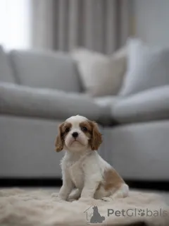 Фото №2 к объявлению №163933 о продаже кинг-чарльз-спаниеля - купить в Швейцарии частное объявление