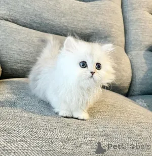 Фото №1.  - купить в Марселе за Бесплатно. Объявление №162275