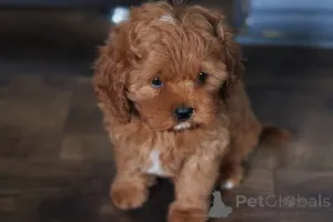 Фото №2 к объявлению №153922 о продаже кавапу - купить в Беларуси частное объявление, из питомника, заводчик