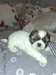 Дополнительные фото: Идеальные чистокровные щенки Ши-Тцу.