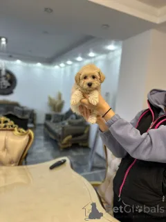 Дополнительные фото: Щенки со Слозом