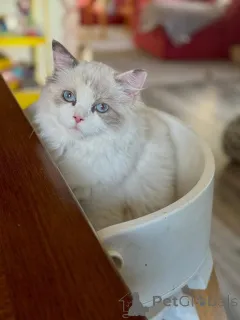 Фото №4. Продам рэгдолла в Дублин заводчик - цена договорная