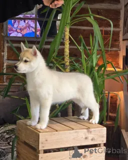 Фото №3. Cachorro de Husky Sibipiano Risemable, 10 Semanas de Edad..  Испания