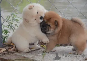 Дополнительные фото: Kc Chow Chow Puppieswhatsapp me at 44 7453 907158