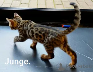 Дополнительные фото: Бенгальский котенок