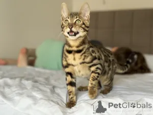 Дополнительные фото: Шикарные Бенгальские котята