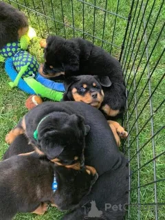 Фото №1. ротвейлер - купить в Иббарбо за договорная. Объявление №158407