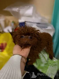 Дополнительные фото: Элитные мини микро мальтипу той пудель пушон