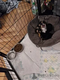 Фото №2 к объявлению №161378 о продаже чихуахуа - купить в США частное объявление