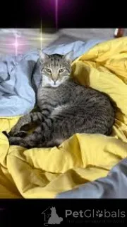 Фото №3. Оцикет-Kätzchen zu verkaufen. Франция