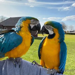 Фото №2 к объявлению №176953 о продаже  - купить в Германии 