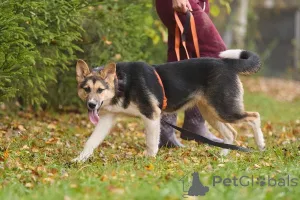 Дополнительные фото: Веста ищет любящих родителей.