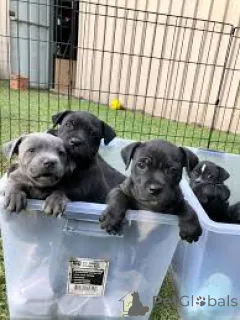 Фото №1. стаффордширский бультерьер - купить в Роттердам за 78852₽. Объявление №165603