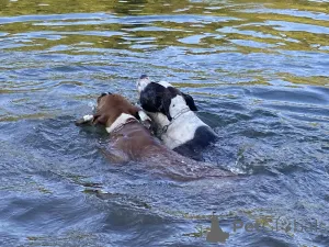 Дополнительные фото: Один шанс схватить домашних животных своей мечты (американские собаки мастиф)