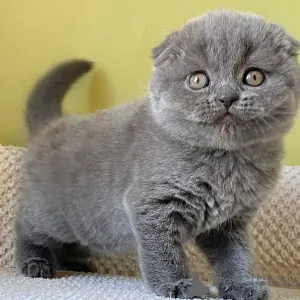 Фото №3. Шотландские вислоухие котята. Германия