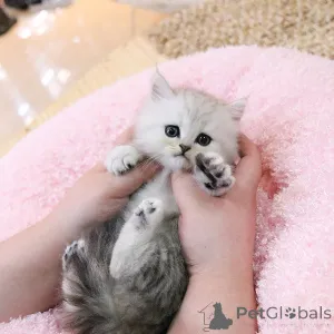 Дополнительные фото: Персидские котята