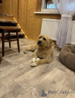 Дополнительные фото: Замечательная Лиза в добрые руки.