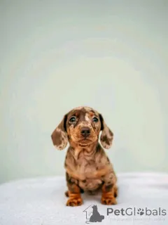 Фото №2 к объявлению №164545 о продаже таксу - купить в Финляндии частное объявление, из приюта