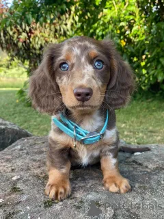 Фото №1. такса - купить в Берлине за договорная. Объявление №158003