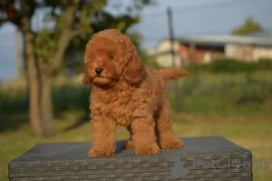 Дополнительные фото: Карликовая пудель