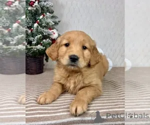 Фото №4. Продажа золотистого ретривера в Алис Спрингс заводчик - цена договорная