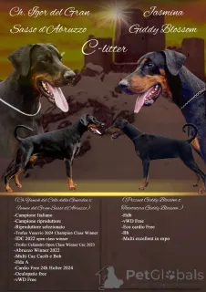 Дополнительные фото: Щенки европейского добермана отличной родословной