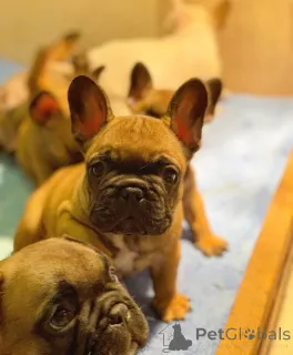 Дополнительные фото: Французский бульдог Од Куче Дон