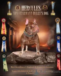 Дополнительные фото: Эксклюзив! Щенки французского бульдога.