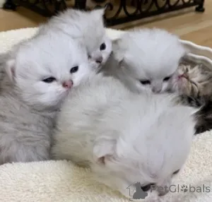 Фото №2 к объявлению №160196 о продаже рэгдолл - купить в Германии частное объявление