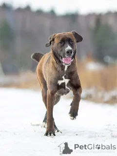 Дополнительные фото: Красавица Лада, молодая добрая семейная собака ищет дом