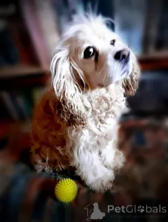 Фото №2 к объявлению №160706 о продаже американского кокер-спаниеля - купить в России частное объявление